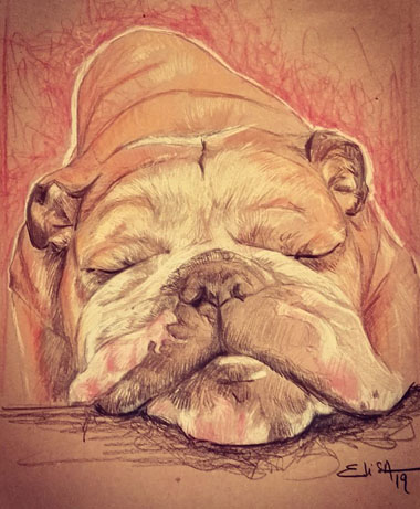 Le gros dodo ! Portrait Bouledogue crayons de couleur sur papier kraft. Dispo. S’il vous interesse : contact@elisalewis.net